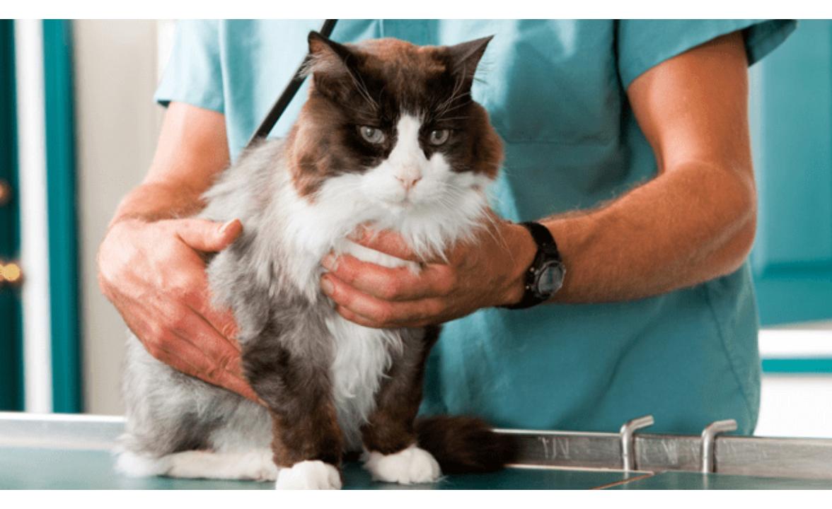 Contracararea agentilor patogeni periculosi din incinta clinicilor si cabinetelor veterinare
